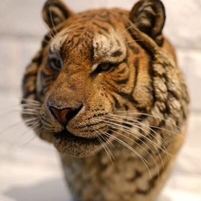 2e0af45169e3a45389629f81479ea0a9