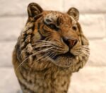 Siberian Tiger – Handcrafted GK Statue, “King of the Northern Forest,” Museum-Quality Hand-Painted Finish, Realistic Whisker Implantation