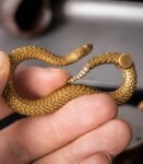The Rattlesnake Keychain – Handcrafted Solid Brass & Silver Coiled Companion