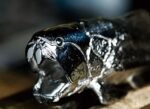 The Dunkleosteus Bottle Opener – Handcrafted Stainless Steel Prehistoric Sculpture