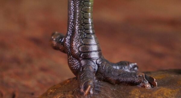 “Great Fortune, Great Rooster” – Handcrafted Solid Brass Sculpture, “The Five Virtues,” Auspicious Symbol of Prosperity & Integrity, Museum-Quality Casting