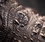 The Bronze Crocodile – Handcrafted Solid Brass Sculpture, “The Silent Hunter,” Museum-Quality Casting, Desk & Study Accent