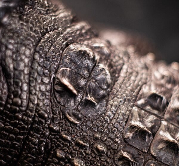 The Bronze Crocodile – Handcrafted Solid Brass Sculpture, “The Silent Hunter,” Museum-Quality Casting, Desk & Study Accent