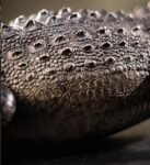 The Bronze Crocodile – Handcrafted Solid Brass Sculpture, “The Silent Hunter,” Museum-Quality Casting, Desk & Study Accent