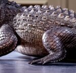 The Bronze Crocodile – Handcrafted Solid Brass Sculpture, “The Silent Hunter,” Museum-Quality Casting, Desk & Study Accent