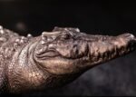 The Bronze Crocodile – Handcrafted Solid Brass Sculpture, “The Silent Hunter,” Museum-Quality Casting, Desk & Study Accent