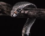 "The Silent King" – Handcrafted Snake Head Walking Cane Umbrella