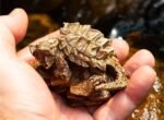 The Alligator Snapping Turtle – Handcrafted Solid Bronze Miniature Sculpture