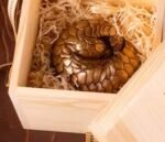 The Pangolin – Handcrafted Solid Bronze Sculpture, “Armored Guardian,” Pocket-Sized Heirloom