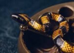 The Banded Krait Brooch – Handcrafted Brass & Resin Serpent Pin