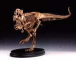 Tyrannosaurus Rex Skeleton – Handcrafted Solid Bronze Fossil Sculpture