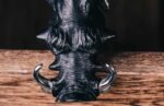 The "Stubborn Kiss" Warthog Hammer – Handcrafted Stainless Steel & Walnut Wood Bottle Opener Sculpture