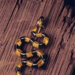 The Banded Krait Brooch – Handcrafted Brass & Resin Serpent Pin
