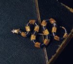 The Banded Krait Brooch – Handcrafted Brass & Resin Serpent Pin
