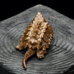 The Alligator Snapping Turtle – Handcrafted Solid Bronze Sculpture, “The Ancient Angler,” Pocket-Sized Prehistoric Predator