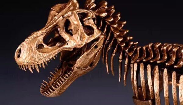 Tyrannosaurus Rex Skeleton – Handcrafted Solid Bronze Fossil Sculpture