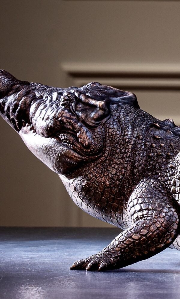The Bronze Crocodile – Handcrafted Solid Brass Sculpture, “The Silent Hunter,” Museum-Quality Casting, Desk & Study Accent