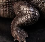 The Bronze Crocodile – Handcrafted Solid Brass Sculpture, “The Silent Hunter,” Museum-Quality Casting, Desk & Study Accent