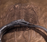 The Komodo Dragon Bangle – Handcrafted 925 Sterling Silver & 18K Gold Articulated Cuff