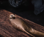 The Red-Billed Blue Magpie Shoehorn – Handcrafted Solid Bronze Desk Sculpture & Heirloom Tool