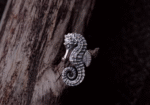 The Hippocampus Ear Studs – Handcrafted Sterling Silver Miniature Sculptures
