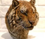 Siberian Tiger – Handcrafted GK Statue, “King of the Northern Forest,” Museum-Quality Hand-Painted Finish, Realistic Whisker Implantation