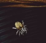 The Spider Earrings – Handcrafted Sterling Silver with Gold Accent, “Threads of Fate,”