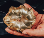 The Octopus Plate – Handcrafted Solid Bronze Multifunctional Tray, “Open Arms, Open Heart”