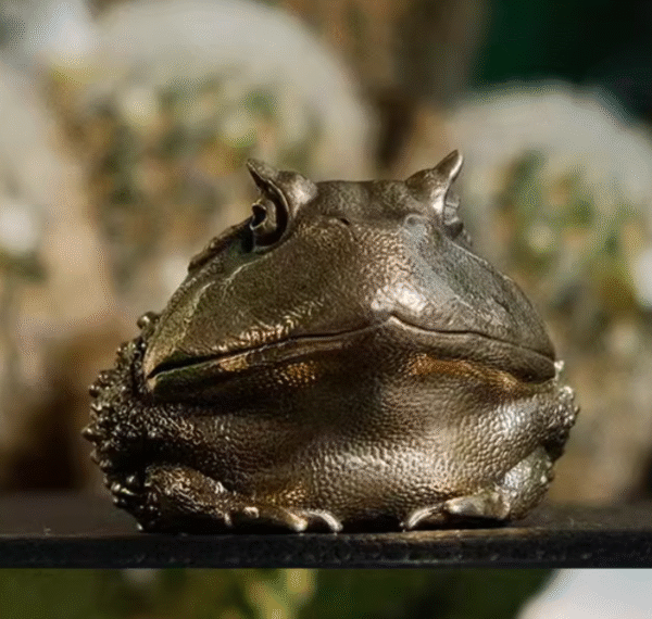 Chubby Horned Frog – Handcrafted Solid Brass Sculpture, “The Wealthy Hopper”, Desk Companion & Palm Worry Stone