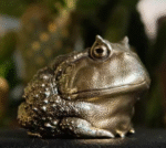 Chubby Horned Frog – Handcrafted Solid Brass Sculpture, “The Wealthy Hopper”, Desk Companion & Palm Worry Stone
