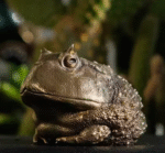 Chubby Horned Frog – Handcrafted Solid Brass Sculpture, “The Wealthy Hopper”, Desk Companion & Palm Worry Stone