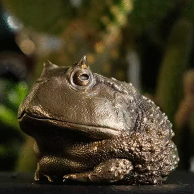 Chubby Horned Frog – Handcrafted Solid Brass Sculpture, “The Wealthy Hopper”, Desk Companion & Palm Worry Stone