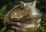 Chubby Horned Frog – Handcrafted Solid Brass Sculpture, “The Wealthy Hopper”, Desk Companion & Palm Worry Stone